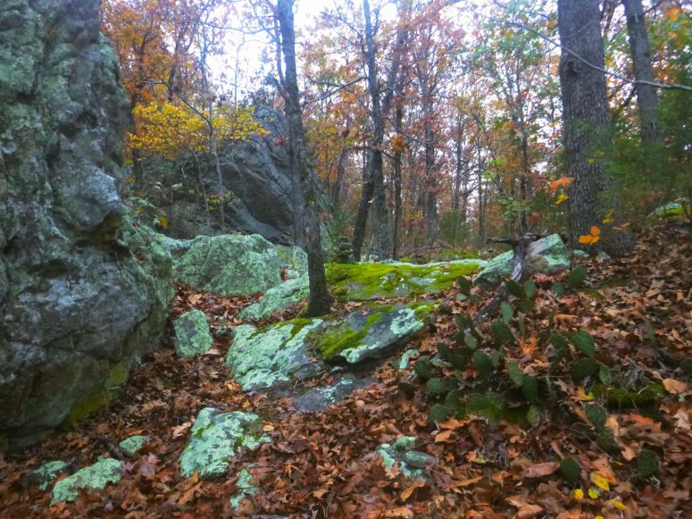 Blue green lichen boulders and cactii path on OHT