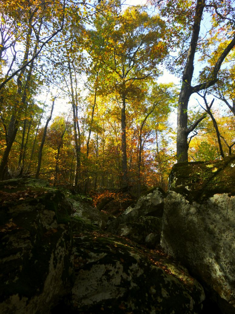 Boulders of moss and golden leaves on OHT