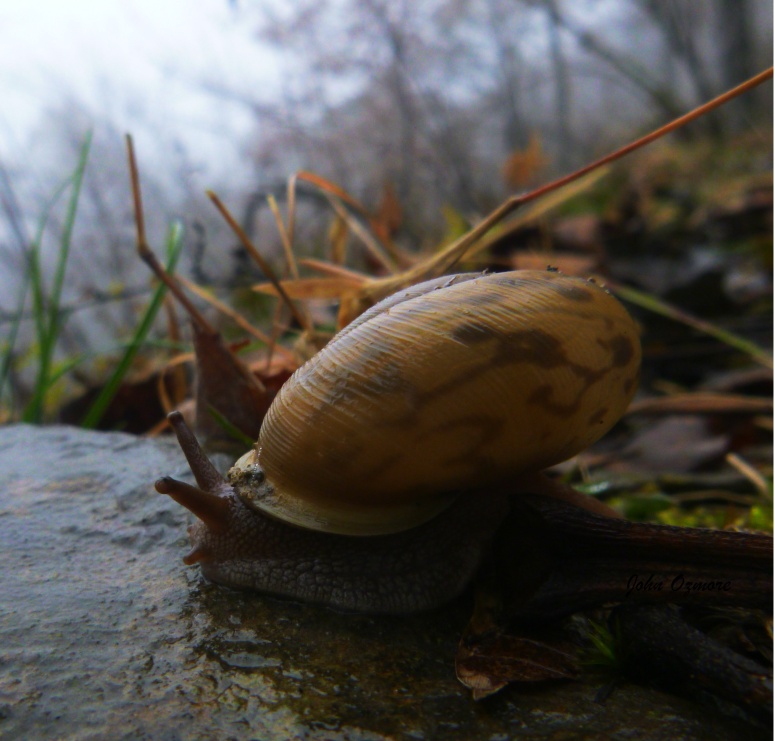 Snail on a rainy day on OHT